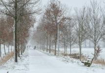 Winters zicht op de Wuustwezelse natuurpracht