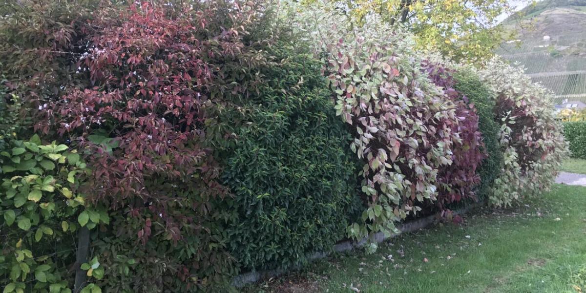 Deze herfst kan je je tuin weer behagen met streekeigen plantgoed