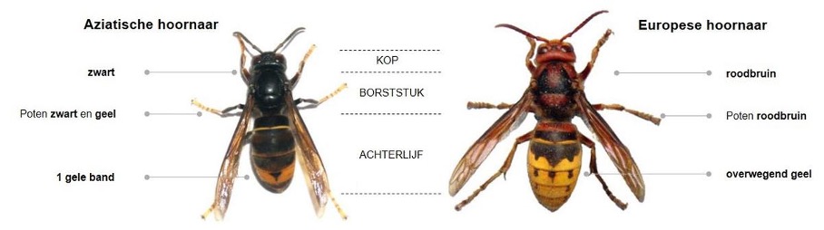 De Europese en Aziatische hoornaar en hun voornaamste kenmerken