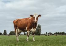 Een nieuwsgierige koe aan een veld in Wuustwezel langs een van de fietsknooppunten.