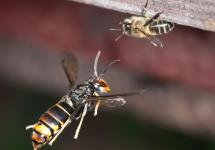 De Aziatische hoornaar vormt een bedreiging voor honingbijen