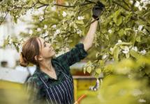 een vrouw snoeit een fruitboom