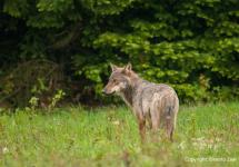 De Vlaamse overheid een infomarkt over samenleven met de wolf. foto (c) Ernesto Zvar