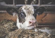 Loeren en toeren bij Wuustwezelse boeren © Het Boerenijsje