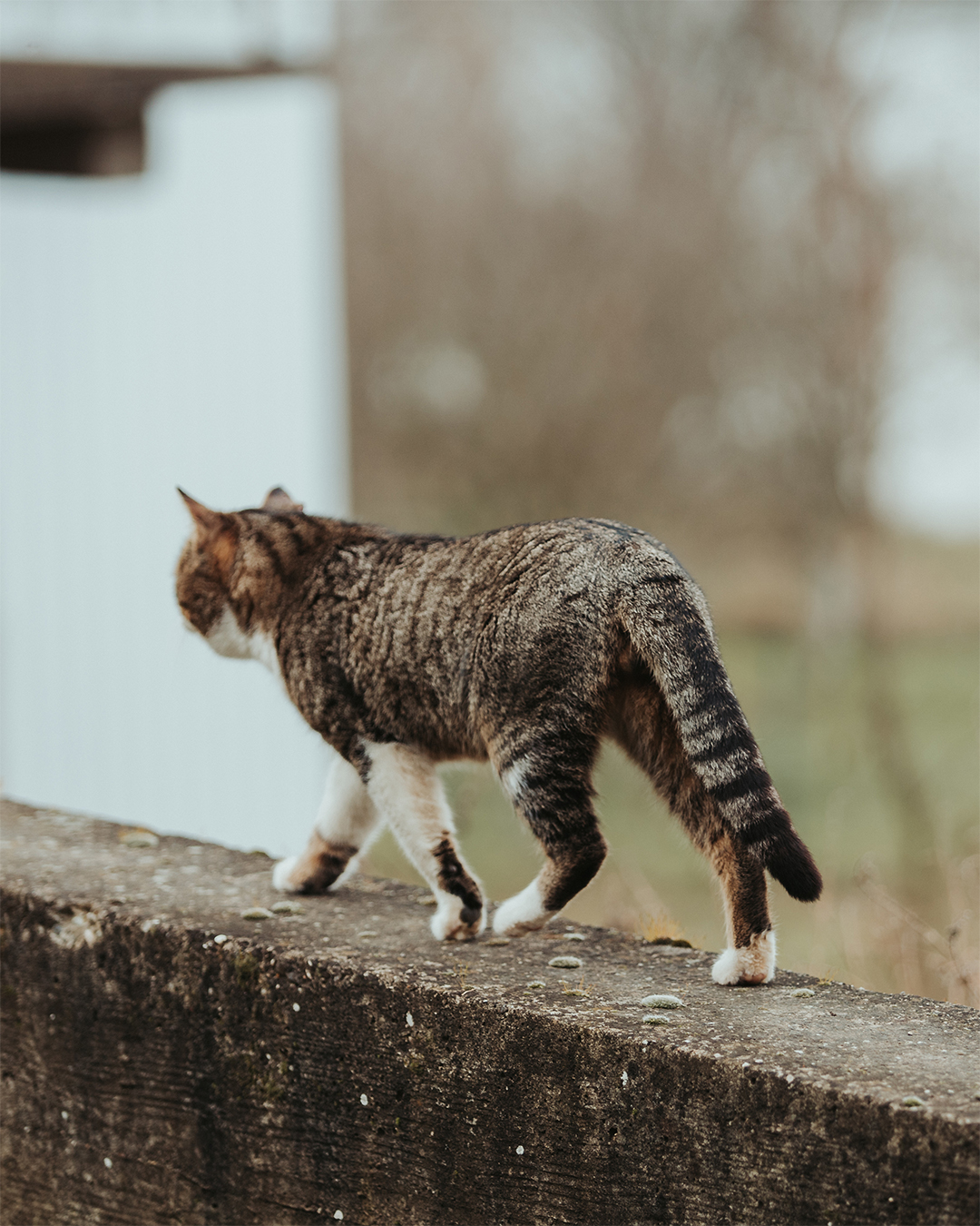 een kat die aan het wandelen is op een smal muurtje